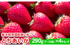 【先行予約】栃木県芳賀町産いちご とちあいか290g(7～12粒)×4トレイ | 果物 フルーツ いちご 苺 イチゴ とちあいか ブランド 期間限定 季節限定 旬 国産※2026年1月上旬～4月下旬頃に順次発送予定