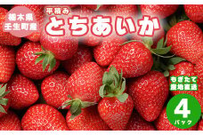 《100セット限定》とちあいか 平積み 300g×4パック いちご 果物 苺 イチゴ フルーツ くだもの もぎたて 栃木県 壬生町　※2024年1月下旬頃より順次発送予定