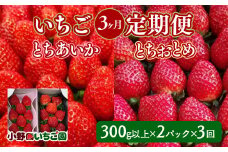 【定期便】＜いちご3ヶ月定期便＞先行受付 とちあいか とちおとめ 300g以上2パック計3回 | 完熟 朝摘み 苺 いちご イチゴ とちあいか とちおとめ 食べ比べ 果物 フルーツ 秀品 贈答 栃木県 壬生町 産地直送 ※2026年1月上旬頃より順次発送予定