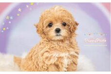 ポートレート撮影＋データ1カット ｜ 撮影 写真 スタジオ 写真館 記念日 誕生日 お祝い 思い出 ペット 犬 ギフト プレゼント 記念撮影 栃木県 壬生町
