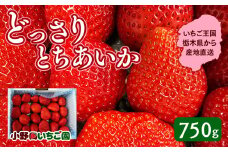 栃木県産 どっさりとちあいか【750g】 ｜ 家庭用 完熟 朝摘み 苺 いちご イチゴ とちあいか 果物 フルーツ 秀品 栃木県 壬生町 産地直送 ※2025年12月中旬頃より順次発送予定 ※離島への配送不可