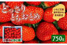 栃木県産 どっさりとちおとめ【750g】 ｜ 家庭用 完熟 朝摘み 苺 いちご イチゴ とちおとめ 果物 フルーツ 秀品 栃木県 壬生町 産地直送 ※2025年11月中旬頃より順次発送予定 ※離島への配送不可