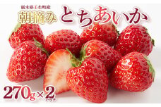 【先行受付】とちあいか 約270g×2パック ｜ いちご 苺 イチゴ 果物 フルーツ 人気 数量限定 カクテル ヨーグルト スムージー 旬 栃木県 壬生町 ※2025年1月中旬～3月下旬頃に順次発送予定