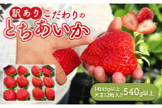 「訳あり」とちあいか1粒45g以上 大玉 12粒入り 540g以上｜ 訳あり とちあいか いちご 苺 栃木県 果物 フルーツ ※北海道・沖縄・離島への配送不可 ※2025年1月中旬～3月中旬頃に順次発送予定