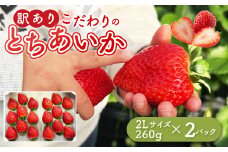 「訳あり」とちあいか 2Lサイズ 260g×2パック ｜ 訳あり とちあいか いちご 苺 栃木県 果物 フルーツ ※北海道・沖縄・離島への配送不可 ※2025年1月中旬～3月中旬頃に順次発送予定