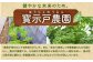 パセリのドレッシング150g×3本入り