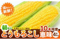 とうもろこし 恵味 約4kg 10本入り 朝採れ クール便 野木町産 矢畑むらづくり組合 《6月下旬-7月下旬頃出荷》栃木県 野木町 トウモロコシ 野菜