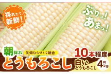 とうもろこし 白いとうもろこし 約4kg 10本入り 朝採れ クール便 野木町産 矢畑むらづくり組合 《6月下旬-7月下旬頃出荷》栃木県 野木町 トウモロコシ 野菜