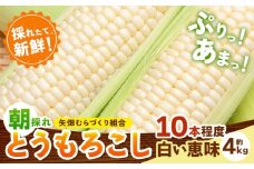 とうもろこし 白い恵味 約4kg 10本入り 朝採れ クール便 野木町産 矢畑むらづくり組合 《6月下旬-7月下旬頃出荷》栃木県 野木町 トウモロコシ 野菜