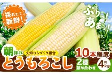 とうもろこし 恵味 白い恵味 約4kg 10本入り 朝採れ クール便 野木町産 矢畑むらづくり組合 《6月下旬-7月下旬頃出荷》栃木県 野木町 トウモロコシ 野菜