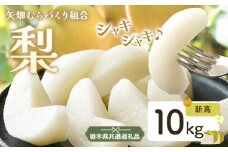 N08 梨 なし 新高梨 10kg フルーツ 先行予約 矢畑むらづくり組合《9月中旬-9月末頃出荷》 栃木県【栃木県共通返礼品　栃木県産】【配送不可地域あり】(離島)