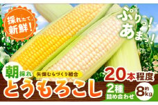 とうもろこし 恵味 白いとうもろこし 約8kg 20本入り朝採れ クール便 野木町産 矢畑むらづくり組合 《6月下旬-7月下旬頃出荷》栃木県 野木町 トウモロコシ 野菜