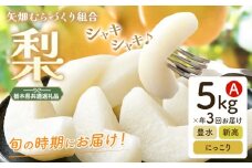 梨 定期便 5kg 計3回 矢畑むらづくり組合《8月下旬-10月中旬頃出荷》栃木県 野木町 お楽しみ フルーツ 食べ比べ 豊水梨 にっこり梨 新高梨 栃木産 果物【栃木県共通返礼品　栃木県産】【配送不可地域あり】(離島)