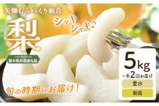 梨 定期便 5kg 計2回 矢畑むらづくり組合《9月中旬-10月中旬頃出荷》栃木県 野木町 お楽しみ フルーツ 食べ比べ 豊水梨 新高梨 栃木産 果物【栃木県共通返礼品　栃木県産】【配送不可地域あり】(離島)