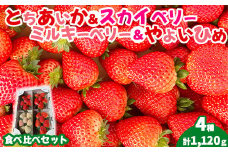 【先行受付】4種のいちご食べ比べセット 約280g×4パック （とちあいか・スカイベリー・ミルキーベリー・やよいひめ） ｜ いちご 苺 イチゴ 果物 フルーツ 食べ比べ 栃木県 塩谷町 ※2025年1月上旬～3月中旬頃に順次発送予定