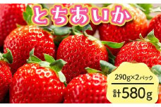 【先行予約】とちあいか 290g×2パック 計580g｜いちご イチゴ 苺 贈答用 ギフト 風袋入り 平詰め ハンモックトレー 果物 くだもの フルーツ 数量限定 しおやブランド いちごソムリエ 栃木県 塩谷町 ※2026年1月中旬～3月下旬頃に順次発送予定 ※離島への配送不可