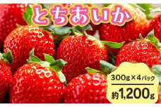 【先行予約】とちあいか 290g×4パック 計1160g｜いちご イチゴ 苺 贈答用 ギフト 風袋入り 平詰め ハンモックトレー 果物 くだもの フルーツ 数量限定 しおやブランド いちごソムリエ 栃木県 	
塩谷町 ※2026年1月中旬～3月下旬頃に順次発送予定 ※離島への配送不可