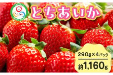 【先行予約】とちあいか 290g×4パック 計1160g｜いちご イチゴ 苺 贈答用 ギフト 風袋入り 平詰め ハンモックトレー 果物 くだもの フルーツ 数量限定 しおやブランド いちごソムリエ 栃木県 	
塩谷町 ※2026年1月中旬～3月下旬頃に順次発送予定 ※離島への配送不可
