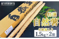 那須町産 自然薯 1.5kg×2箱 化粧箱入り ◇｜贈り物 とろろ とろろご飯 山芋 健康 国産 産地直送 那須 栃木県 那須町〔P-353〕 ※2025年12月頃より順次発送予定
