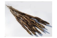 自然薯の種芋「むかご苗Sサイズ」20本 〔P-253〕　※2025年3月上旬頃より順次発送予定