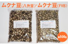 ムクナ豆（八升豆）生豆500g 　ムクナ豆（FVB）生豆500g 〔D-48〕