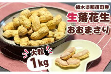 大粒生落花生「おおまさり」1kg ◇ ｜ 落花生 大粒 ピーナッツ おつまみ 国産 おやつ 冷蔵 那須 栃木県 那須町〔P-81〕　※2025年9月上旬～10月下旬頃に順次発送予定