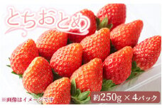 【先行受付】とちおとめ 約250g×4パック 計約1kg〔P-219〕 | いちご イチゴ 苺 フルーツ 果物 デザート ストロベリー 那須 栃木県 那須町
※2025年1月中旬頃より順次発送予定