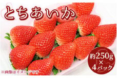 【先行受付】とちあいか 約250g×4パック 計約1kg〔P-220〕 | いちご イチゴ 苺 フルーツ 果物 デザート ストロベリー 那須 栃木県 那須町
※2025年1月中旬頃より順次発送予定