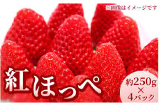 【先行受付】紅ほっぺ 約250g×4パック　計約1kg〔P-221〕 | いちご イチゴ 苺 フルーツ 果物 デザート ストロベリー 那須 栃木県 那須町
※2025年1月中旬頃より順次発送予定