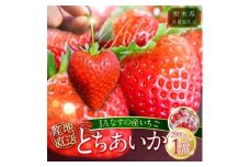 【数量限定】JAなすの産いちご 産地直送 とちあいか 1箱（290g×2パック）【栃木県共通返礼品】〔P-419〕 ※北海道・沖縄・離島への配送不可 ※2026年1月中旬～2月下旬頃に順次発送予定