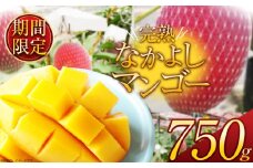 【先着順】【2025年夏先行予約受付】【期間限定】完売必須！完熟なかよしマンゴー 約750g | 完熟 先行予約 先着順 期間限定 マンゴー トロピカル 太陽 甘さ 贈答用 ギフト 大粒 新鮮 甘い 美味しい 果物 ご褒美 フルーツ 豪華 贅沢 数量限定 フルーツ デザート 栃木県 那珂川町 送料無料 