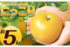 【2025年先行予約】生産量全国第3位！シャリっとした食感とジューシーな味わいが楽しめる栃木県の品種 にっこり 5kg | 梨 なし にっこり 新品種 先行予約 大粒 新鮮 甘い 美味しい 果物 共通返礼品 フルーツ デザート 栃木県 那珂川町 送料無料