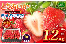 【栃木県共通返礼品】【1~3月発送分】【先行予約】ぎっしり とちあいか 大粒（サイズ不揃い） 約1.2kg | いちご とちあいか ぎっしり サイズ 不揃い 大粒 新鮮 甘い  数量 限定 美味しい 果物 共通返礼品 フルーツ デザート 栃木県 那珂川町 送料無料
