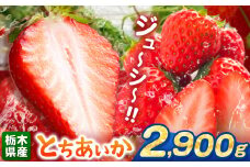 【栃木県共通返礼品】【先行予約】とちあいか 2900g | 果物 くだもの フルーツ 野菜 やさい ヤサイ 苺 イチゴ いちご とちあいか 新鮮 甘い 数量 限定 美味しい 果物 共通返礼品 フルーツ デザート 栃木県 那珂川町 送料無料