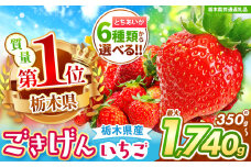 【栃木県共通返礼品】【チョイス限定企画】【先行予約】鮮度抜群とちあいか 約1160g | いちご とちあいか 大粒 新鮮 甘い 数量 限定 美味しい スイーツ ジューシー 果物 共通返礼品 フルーツ デザート 栃木県 那珂川町 送料無料