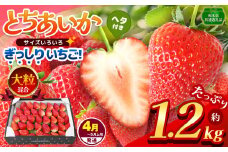 【栃木県共通返礼品】【4~5月発送分】【先行予約】訳あり ぎっしり とちあいか 大粒（サイズ不揃い） 約1.2kg | いちご とちあいか ぎっしり サイズ 不揃い 大粒 新鮮 甘い  数量 限定 美味しい 果物 共通返礼品 フルーツ デザート 栃木県 那珂川町 送料無料
