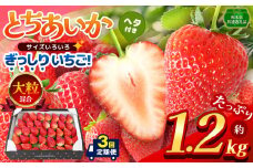 【栃木県共通返礼品】【定期便3回】【先行予約】ぎっしり とちあいか 大粒（サイズ不揃い） 約1.2kg | いちご とちあいか ぎっしり サイズ 不揃い 大粒 新鮮 甘い  数量 限定 美味しい 果物 共通返礼品 フルーツ デザート 栃木県 那珂川町 送料無料