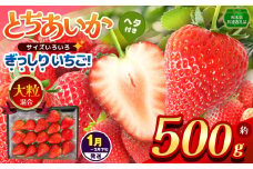 【栃木県共通返礼品】【1~3月発送分】【先行予約】ぎっしり とちあいか 大粒（サイズ不揃い） 約500g | いちご とちあいか ぎっしり サイズ 不揃い 大粒 新鮮 甘い  数量 限定 美味しい 果物 共通返礼品 フルーツ デザート 栃木県 那珂川町 送料無料