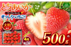 【栃木県共通返礼品】【4~5月発送分】【先行予約】訳あり ぎっしり とちあいか 大粒（サイズ不揃い） 約500g | いちご とちあいか ぎっしり サイズ 不揃い 大粒 新鮮 甘い 数量 限定 美味しい 果物 共通返礼品 フルーツ デザート 栃木県 那珂川町 送料無料