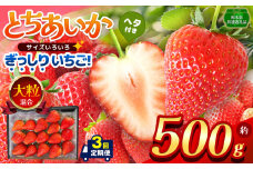 【栃木県共通返礼品】【定期便3回】【先行予約】ぎっしり とちあいか 大粒（サイズ不揃い） 約500g | いちご とちあいか ぎっしり サイズ 不揃い 大粒 新鮮 甘い 数量 限定 美味しい 果物 共通返礼品 フルーツ デザート 栃木県 那珂川町 送料無料