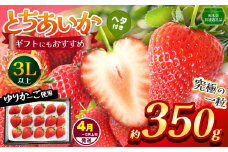 【栃木県共通返礼品】【4~5月発送分】【先行予約】訳あり とちあいか 3L以上ホール詰め 350g | いちご とちあいか 香貴 朝採れ 大粒 新鮮 甘い  数量 限定 美味しい 果物 共通返礼品 フルーツ デザート 栃木県 那珂川町 送料無料