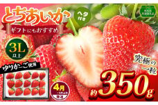 【栃木県共通返礼品】【4~5月発送分】【先行予約】訳あり とちあいか 3L以上ホール詰め 350g | いちご とちあいか 香貴 朝採れ 大粒 新鮮 甘い  数量 限定 美味しい 果物 共通返礼品 フルーツ デザート 栃木県 那珂川町 送料無料