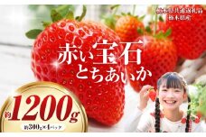 【栃木県共通返礼品】【先行予約】赤い宝石「とちあいか」300g×4P| 先行予約 選べる いちご 苺 とちあいか 栃木県 那珂川町 送料無料 デザート ご褒美 美味しい 甘い フルーツ ジューシー 