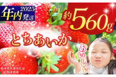 【栃木県共通返礼品】【2025年先行予約】とちあいか 280g×2P| 年内発送 果物 くだもの フルーツ 野菜 やさい ヤサイ 苺 イチゴ いちご とちあいか 新鮮 甘い 数量 限定 美味しい 果物 共通返礼品 フルーツ デザート 栃木県 那珂川町 送料無料