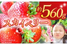 【栃木県共通返礼品】【2026年先行予約】スカイベリー 280g×2P| 年始発送 果物 くだもの フルーツ 野菜 やさい ヤサイ 苺 イチゴ いちご スカイベリー 新鮮 甘い 数量 限定 美味しい 果物 共通返礼品 フルーツ デザート 栃木県 那珂川町 送料無料