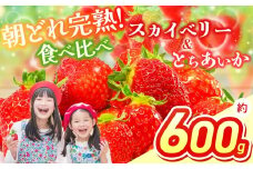 【2026年先行予約】スカイベリー＆とちあいか 食べ比べ 300g×2  | 果物 くだもの フルーツ 野菜 やさい ヤサイ 苺 イチゴ いちご とちあいか スカイベリー 食べ比べ 新鮮 甘い 数量 限定 美味しい 果物 フルーツ デザート 栃木県 那珂川町 送料無料