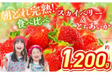 【2026年先行予約】スカイベリー＆とちあいか 食べ比べ 300g×2×2箱  | 果物 くだもの フルーツ 野菜 やさい ヤサイ 苺 イチゴ いちご とちあいか スカイベリー 食べ比べ 新鮮 甘い 数量 限定 美味しい 果物 フルーツ デザート 栃木県 那珂川町 送料無料