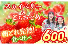 【2026年先行予約】 スカイベリー＆とちおとめ 食べ比べ 300g×2 | 果物 くだもの フルーツ 野菜 やさい ヤサイ 苺 イチゴ いちご とちおとめ スカイベリー 食べ比べ 新鮮 甘い 数量 限定 美味しい 果物 フルーツ デザート 栃木県 那珂川町 送料無料