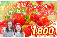 【2026年先行予約】スカイベリー＆とちあいか 食べ比べ 300g×2×3箱  | 果物 くだもの フルーツ 野菜 やさい ヤサイ 苺 イチゴ いちご とちあいか スカイベリー 食べ比べ 新鮮 甘い 数量 限定 美味しい 果物 フルーツ デザート 栃木県 那珂川町 送料無料