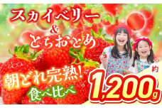 【2026年先行予約】 スカイベリー＆とちおとめ 食べ比べ 300g×2×2箱 | 果物 くだもの フルーツ 野菜 やさい ヤサイ 苺 イチゴ いちご とちおとめ スカイベリー 食べ比べ 新鮮 甘い 数量 限定 美味しい 果物 フルーツ デザート 栃木県 那珂川町 送料無料